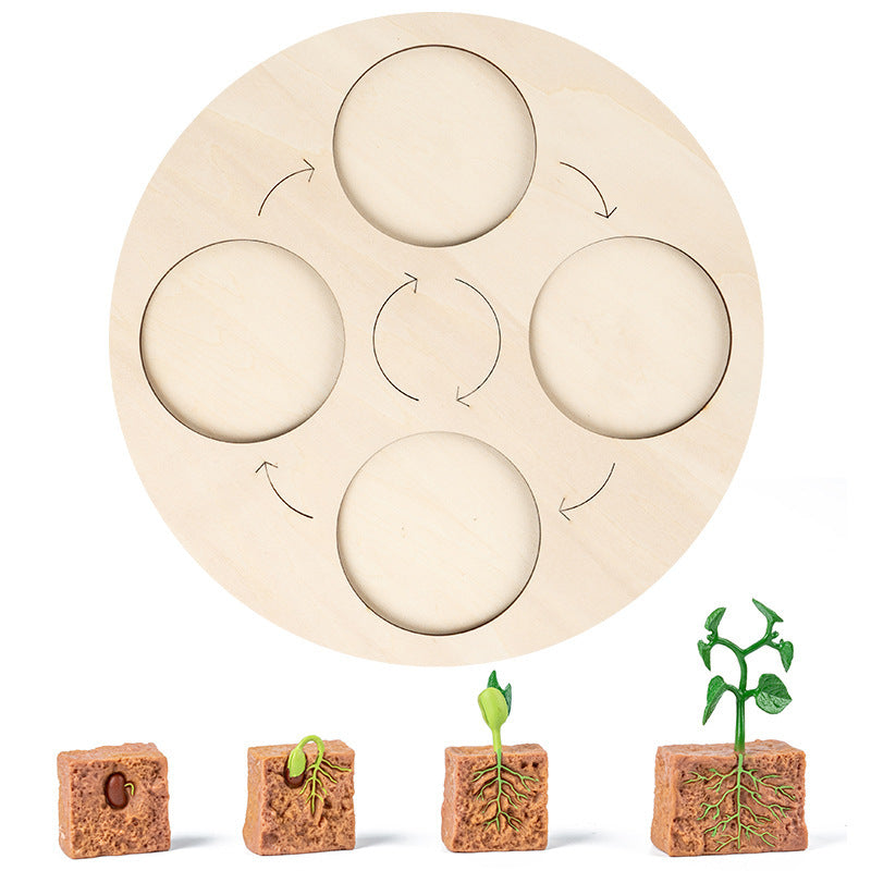 Montessori Growth Cycle Board