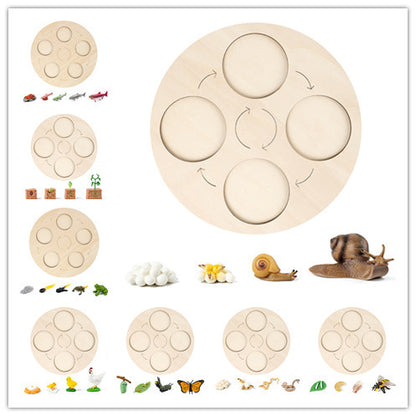 Montessori Growth Cycle Board